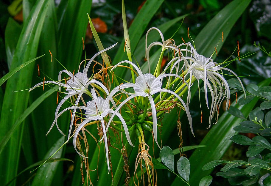 orchids, tropical, flowers, bloom, blossom, nature, plant, exotic HD wallpaper