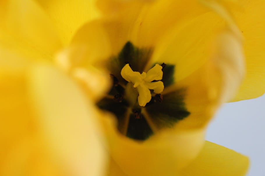 tulip, yellow, inside, open, flower, spring, easter, blossom HD wallpaper