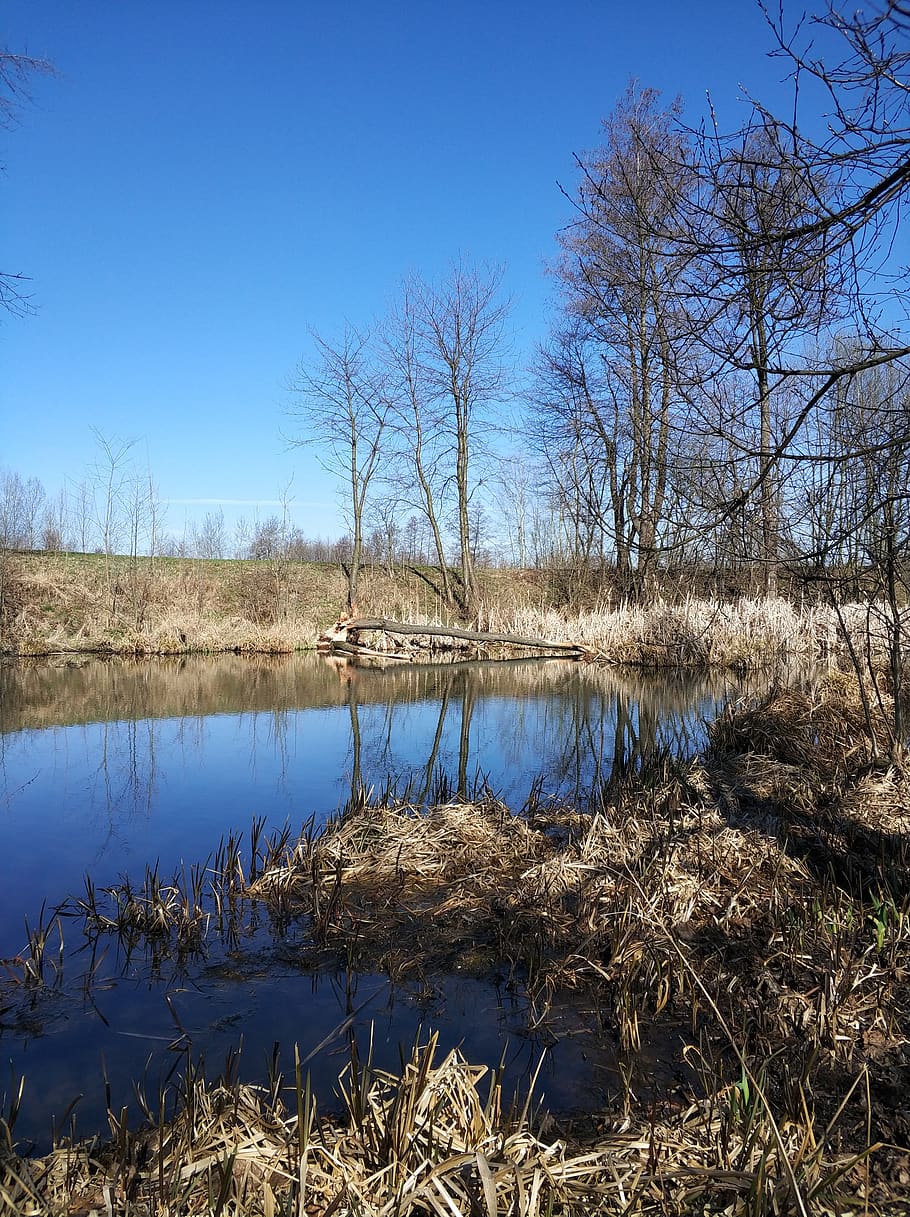 tree, beavers, pond, nature, sticks, landscape, sorry beaver HD wallpaper