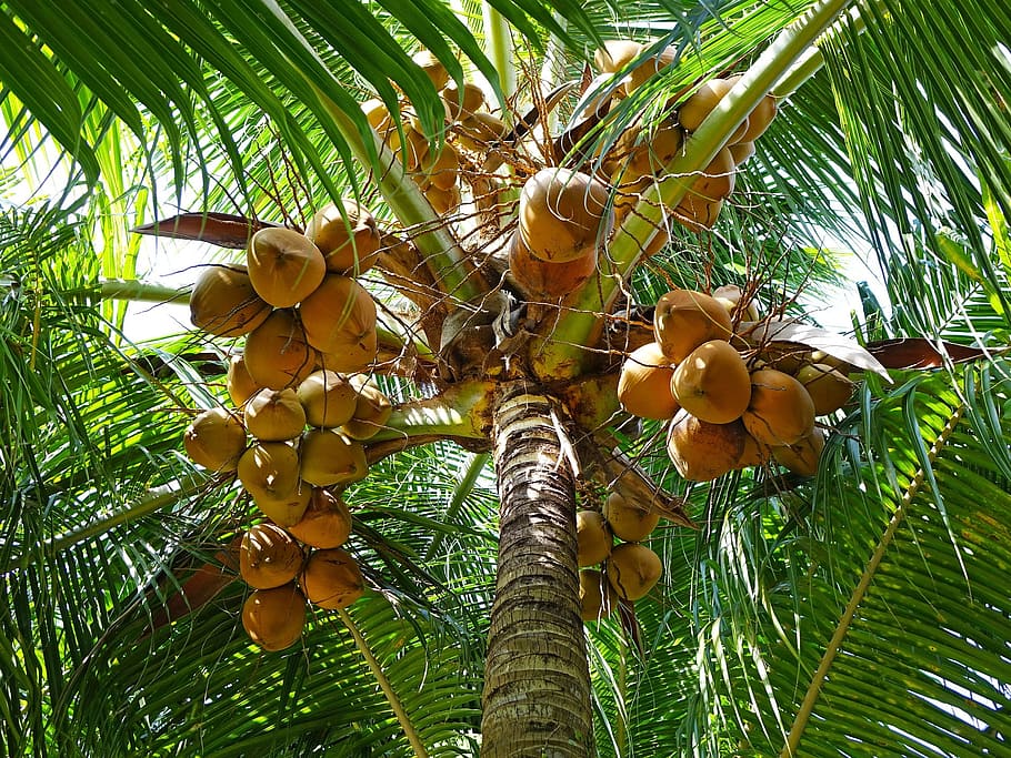 tree, coconut, fruit, food, nature, fresh, high, height, plant HD wallpaper