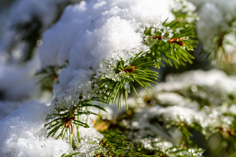 winter, snow, branch, forest, cold, icy, nature, wintry, conifer HD wallpaper