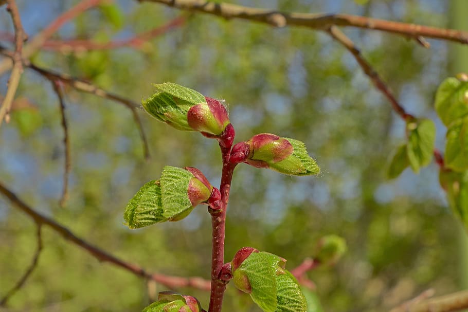 flower, cherry, tree, branch, flowering, plant, outbreak, colorful HD wallpaper