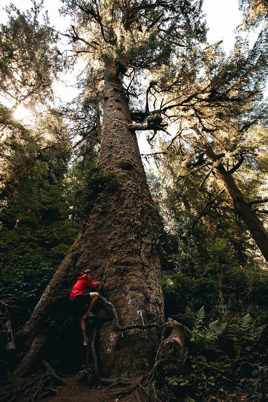 man climbing the tree, plant, trunk, tree trunk, real people HD wallpaper