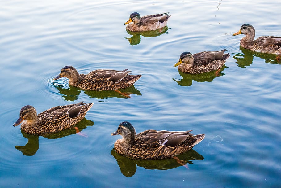 sweden, solna, bergshamra, bird, water, group of animals, animal themes, HD wallpaper