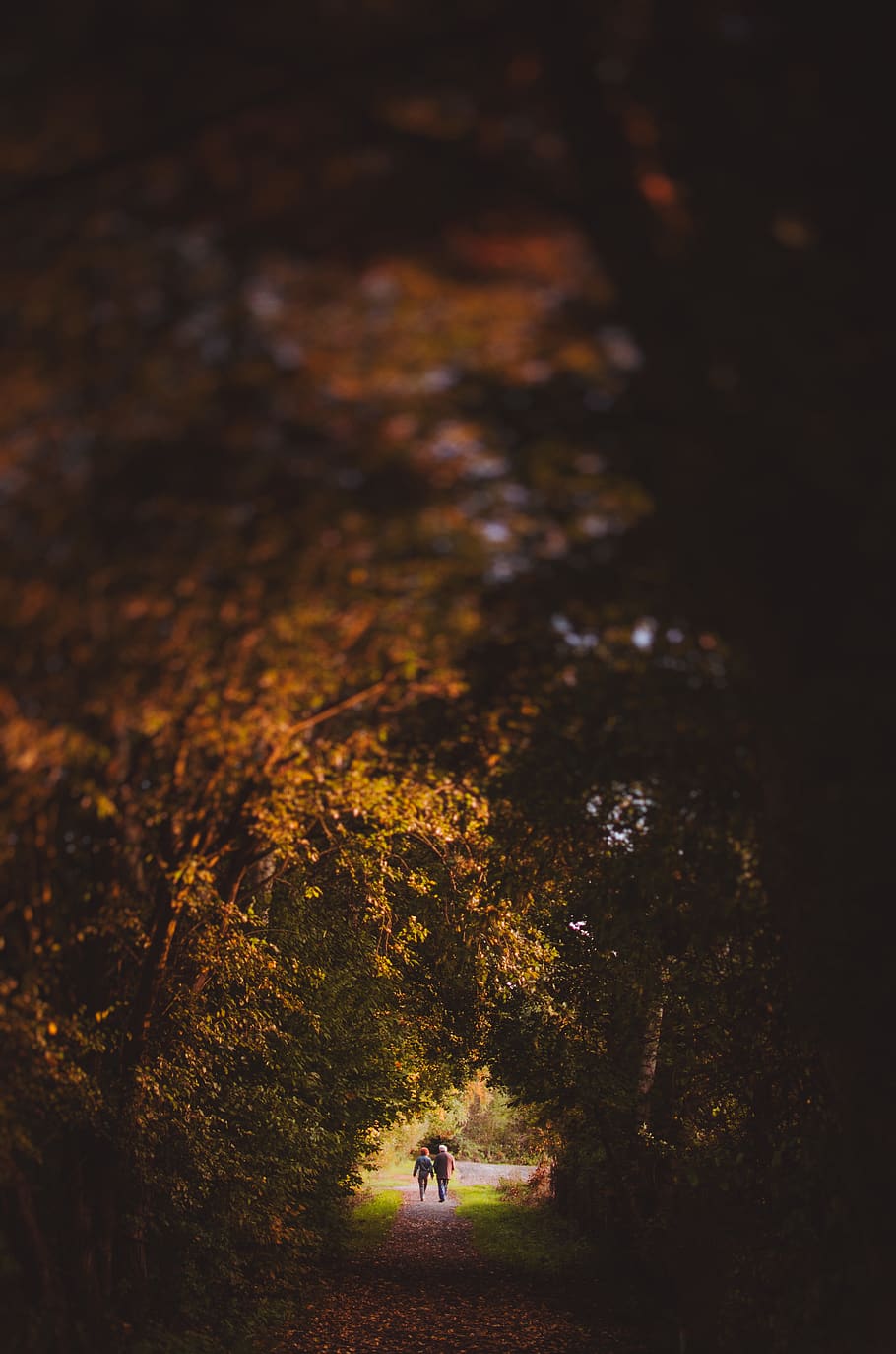 germany, hesse, walk, forest, trees, couple, sun, september HD wallpaper