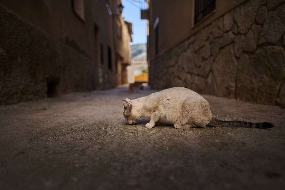 white cat between two buildings, one animal, animal themes, mammal HD wallpaper