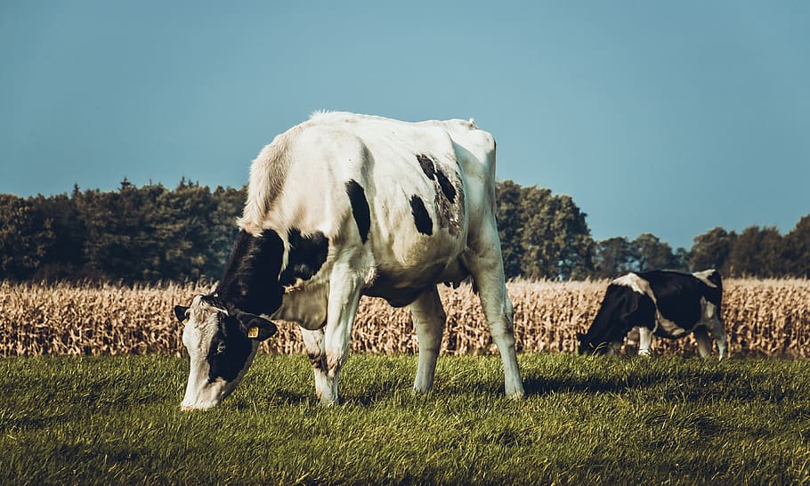 Cattle On Green Grass, agriculture, animal, countryside, cow HD wallpaper