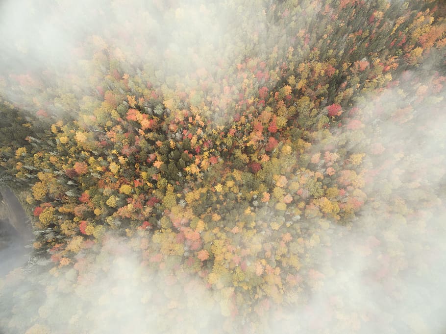 aerial photography of green trees, autumn, forest, pine tree HD wallpaper