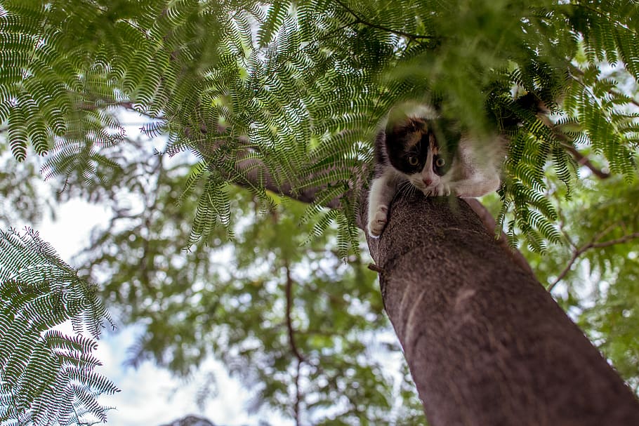 cat climbing tree, plant, wildlife, animal, mammal, bird, koala HD wallpaper