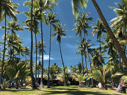 palm trees under blue sky during daytime, summer, tropical, federated states of micronesia HD wallpaper