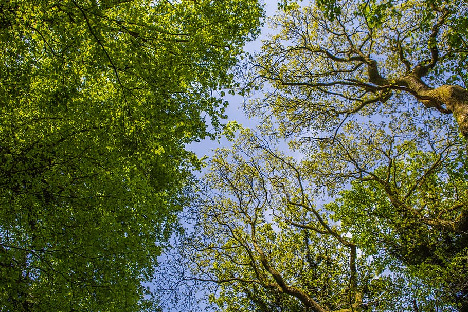 tree, trees, forest, nature, green, blue, sky, cloud, summer HD wallpaper