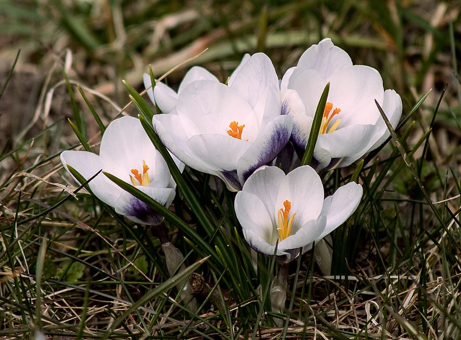 crocus, flowers, spring, plant, flora, bloom, spring flower HD wallpaper