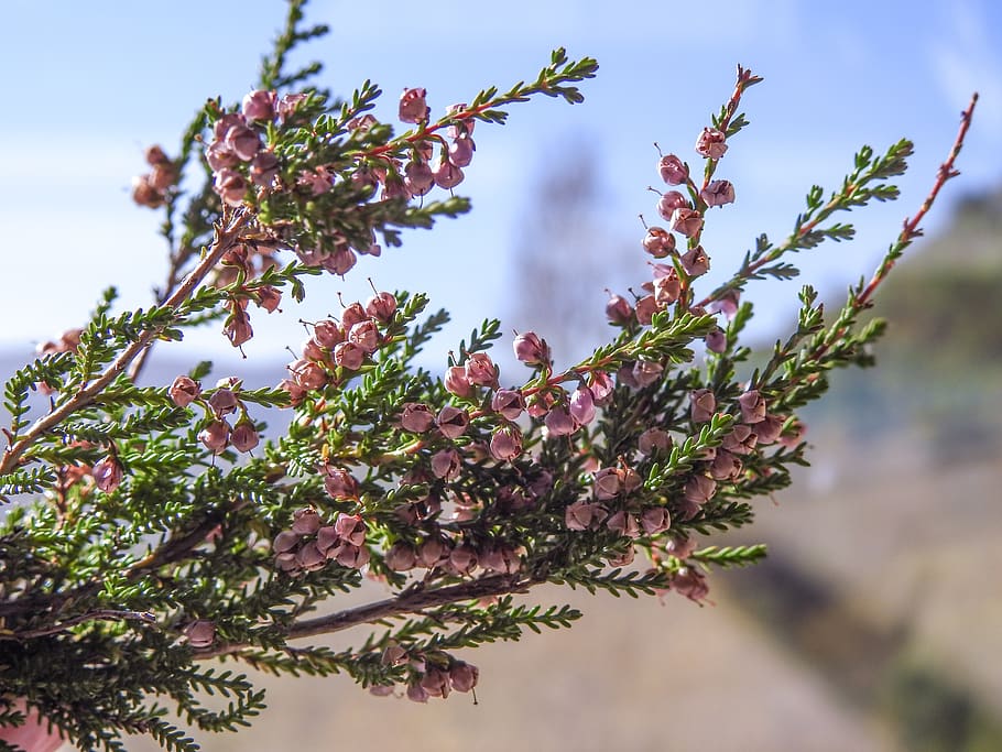 heather, flowers, autumn, fall, pink, nature, bloom, plant HD wallpaper