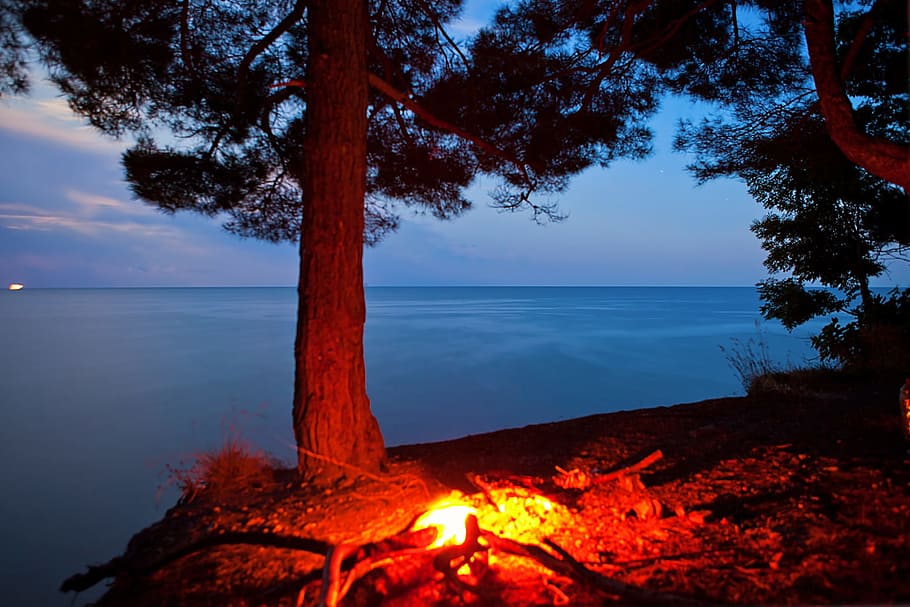beach, bonfire, burning, tree, treescampfire, camping, flame HD wallpaper