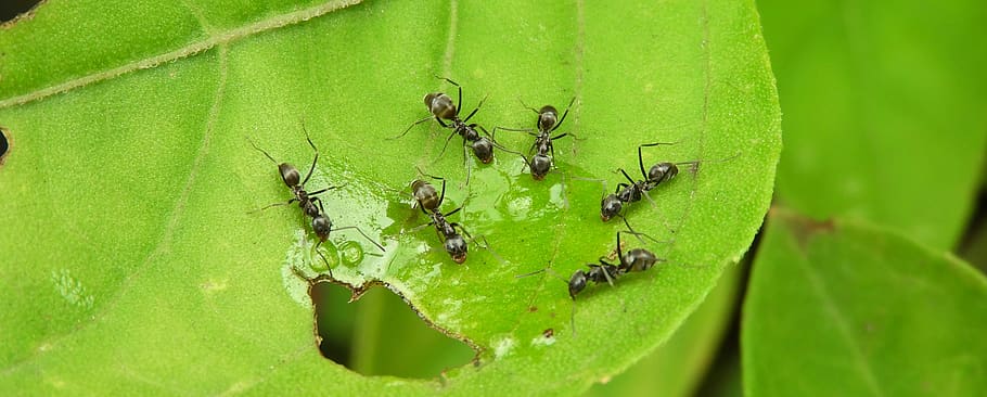 insects, macro, ants, garden, colombia, invertebrate, animal themes HD wallpaper