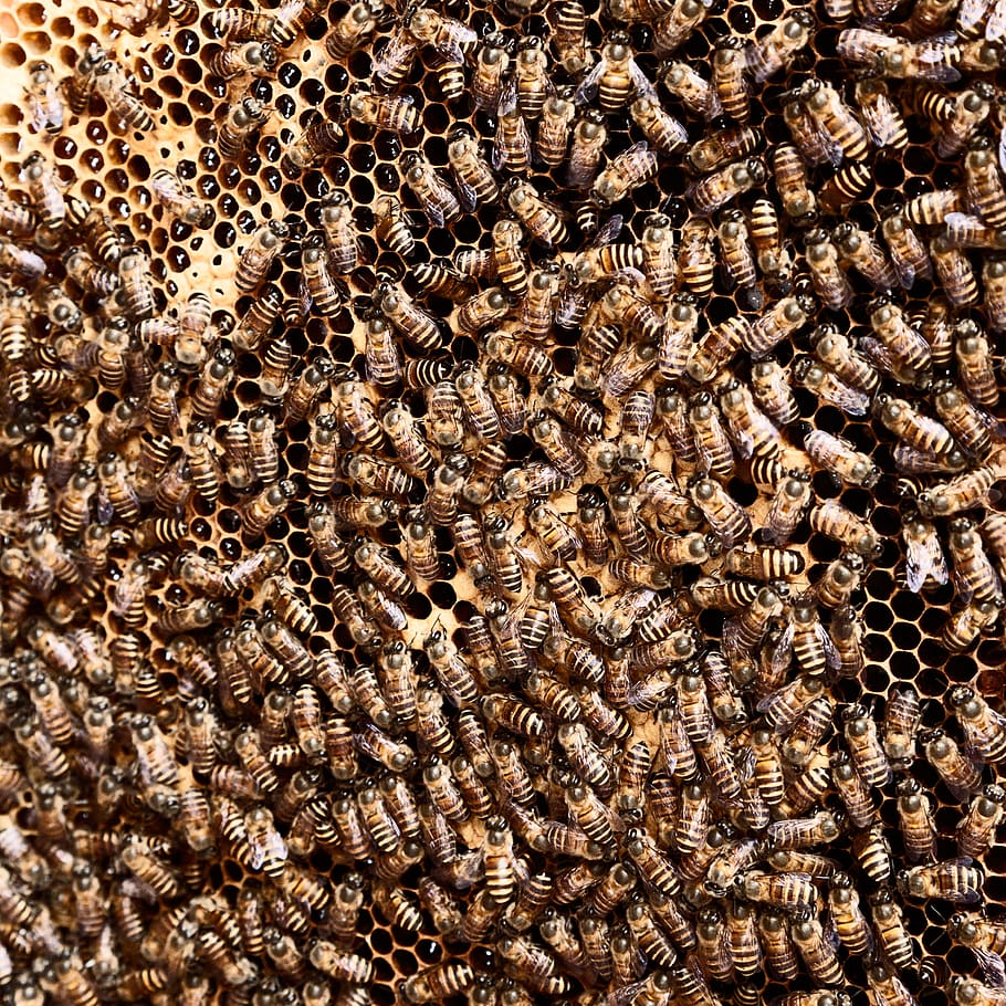 brown beehive, animal, animal themes, full frame, backgrounds HD wallpaper