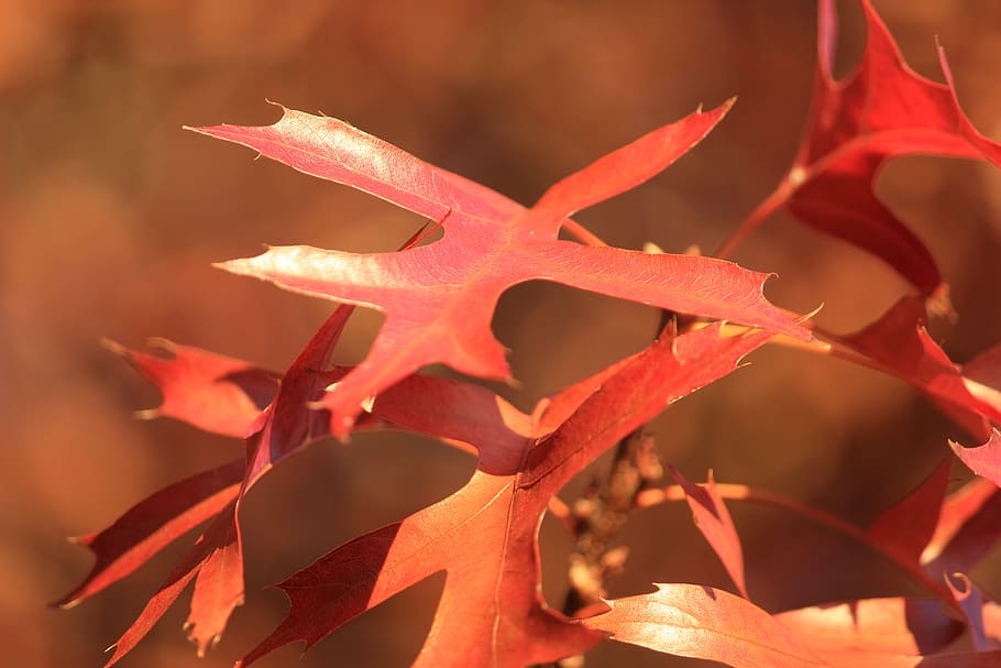 leaves, nature, fall, tree, branch, leaf, plant part, close-up, HD wallpaper