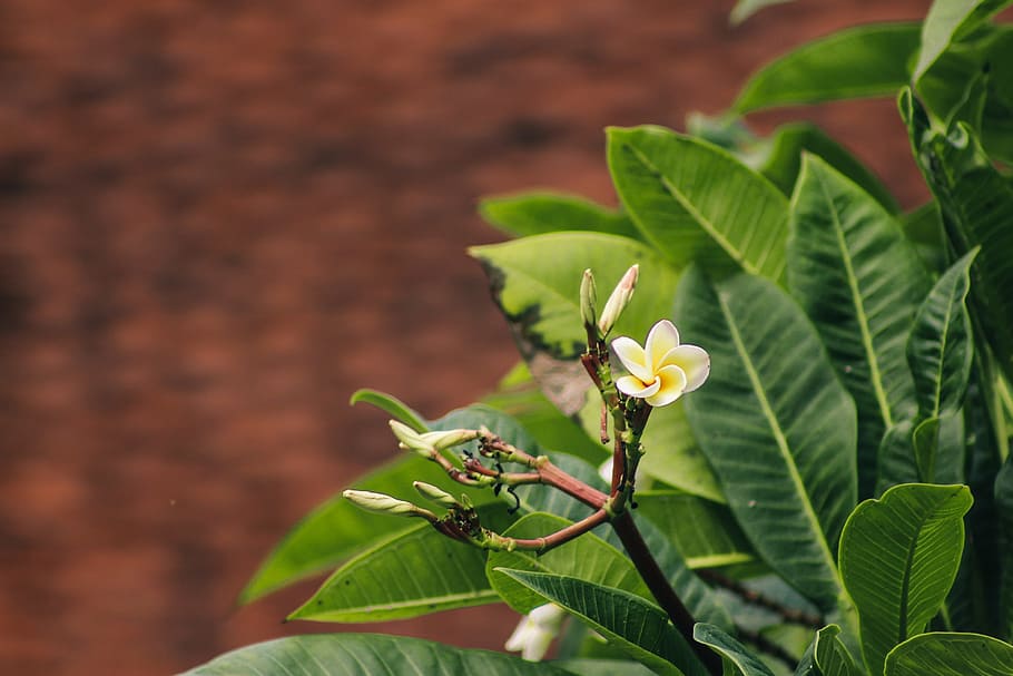 A delicate Plumeria flower surrounded by its leaves, branch, bright HD wallpaper