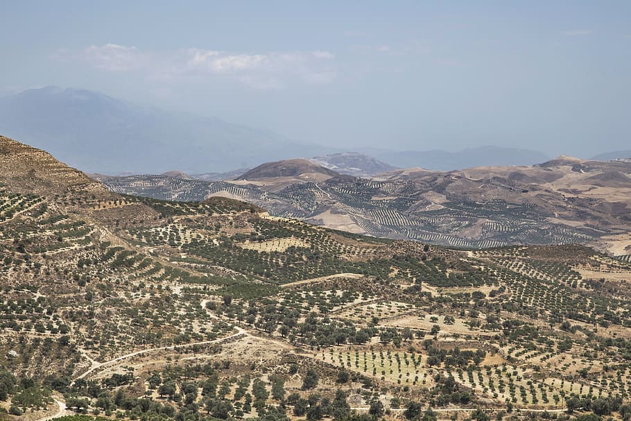 greece, faistos, land, trees, crete, oil, farm, grow, olive HD wallpaper