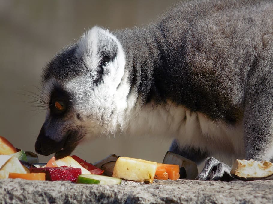 food and drink, one animal, mammal, animal themes, eating, fruit HD wallpaper