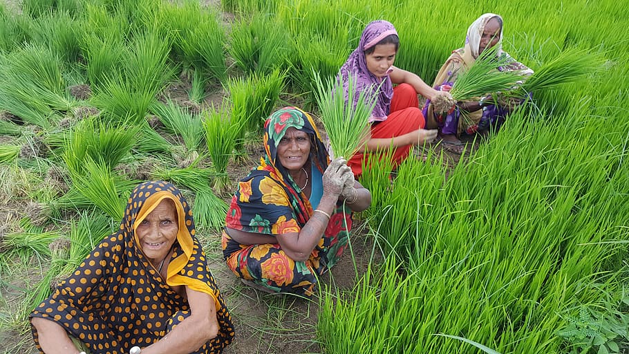 india, peduka, rural, women, ricefield, workers, indian, indian workers, HD wallpaper