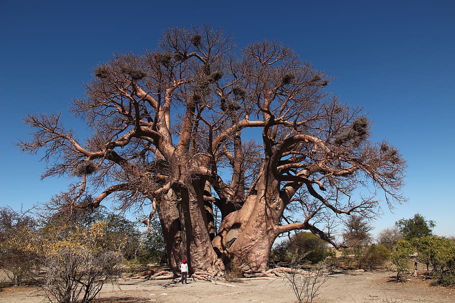 tree, baobab, plant, landscape, sky, environment, scenics - nature HD wallpaper