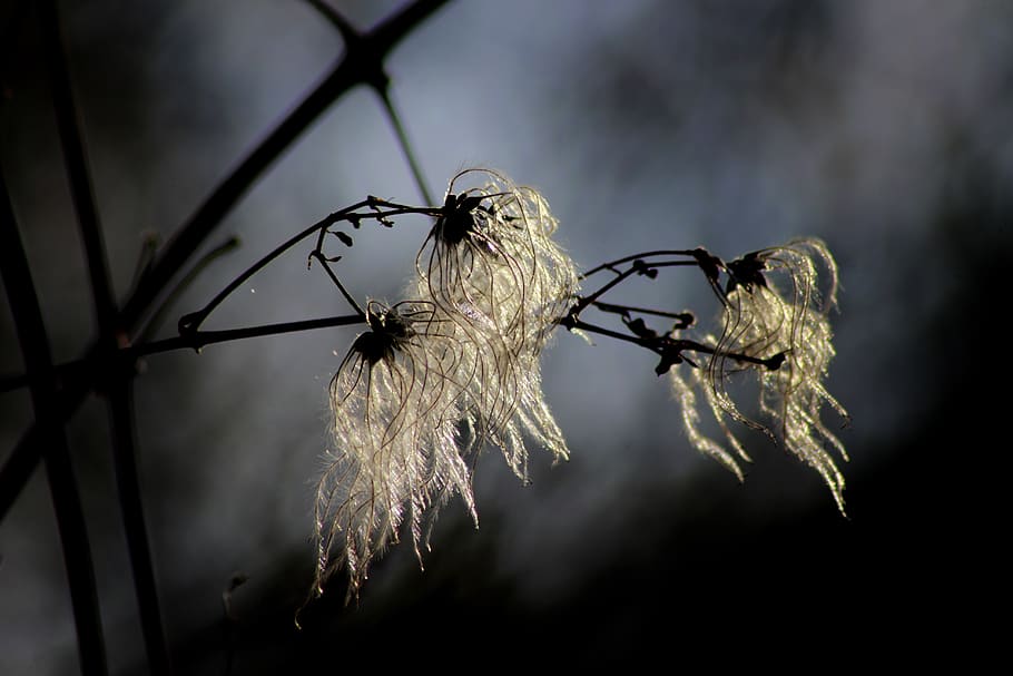 nature, close up, sunlight, clematis, macro, plant, seeds, umbrella HD wallpaper