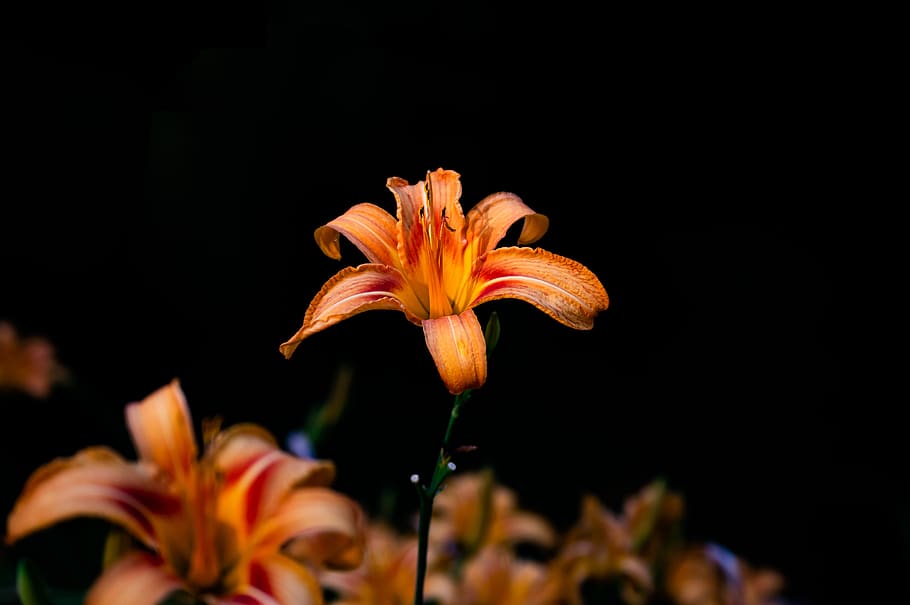 orange flowers, flowering plant, fragility, vulnerability, freshness HD wallpaper