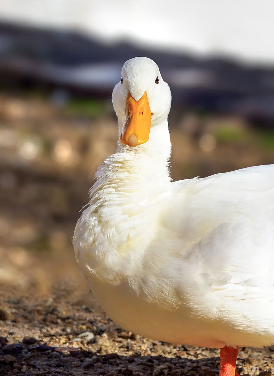 white pekin duck, long island duck, goose, bird, animal, geese, HD wallpaper