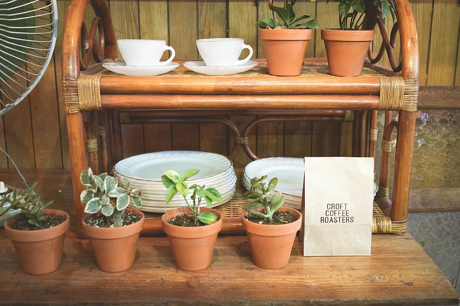 cafe, vintage, snap, potted plant, growth, no people, nature HD wallpaper