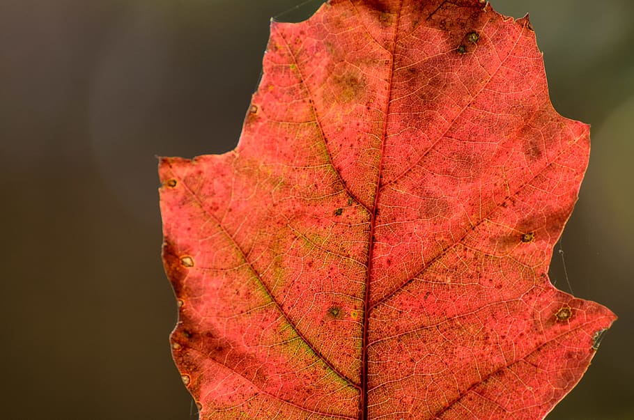 backlit, autumn, fall, leaf, red, orange, glow, macro, closeup HD wallpaper