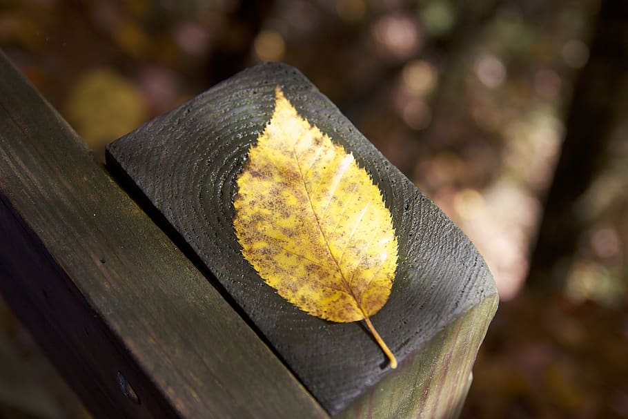 Brown Leaf on Lumber, foliage, plant part, autumn, focus on foreground HD wallpaper
