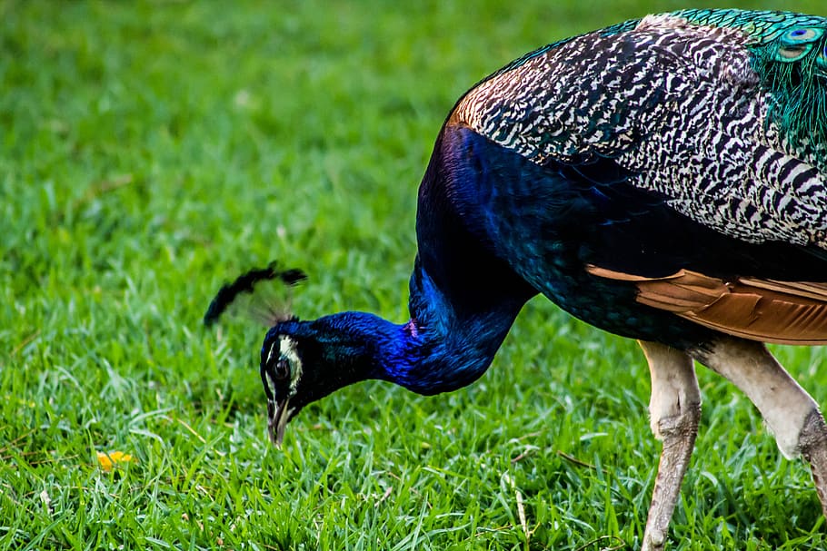 HD wallpaper: peacock, bird, nature, colorful, feathers, animals, fauna,  beautiful | Wallpaper Flare