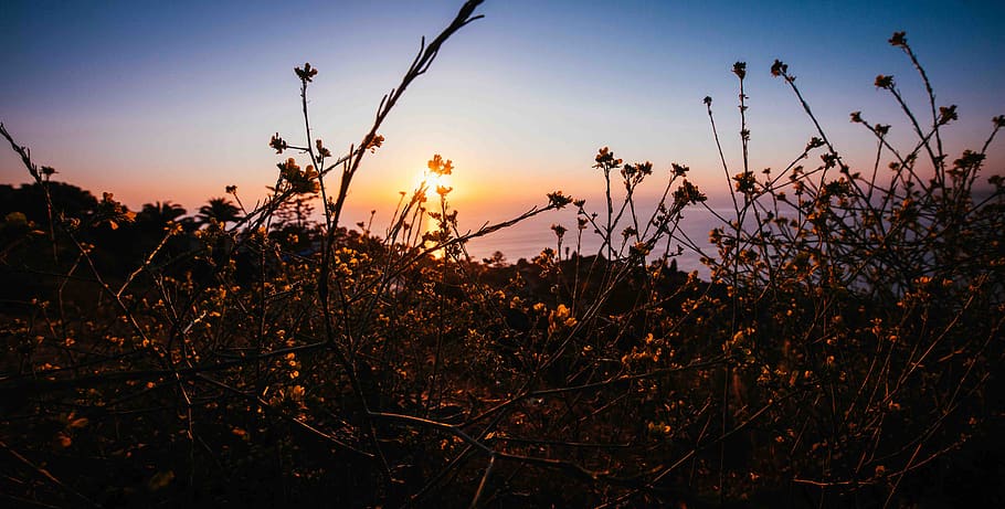 mountain, sky, sunset, plant, growth, tranquility, beauty in nature HD wallpaper