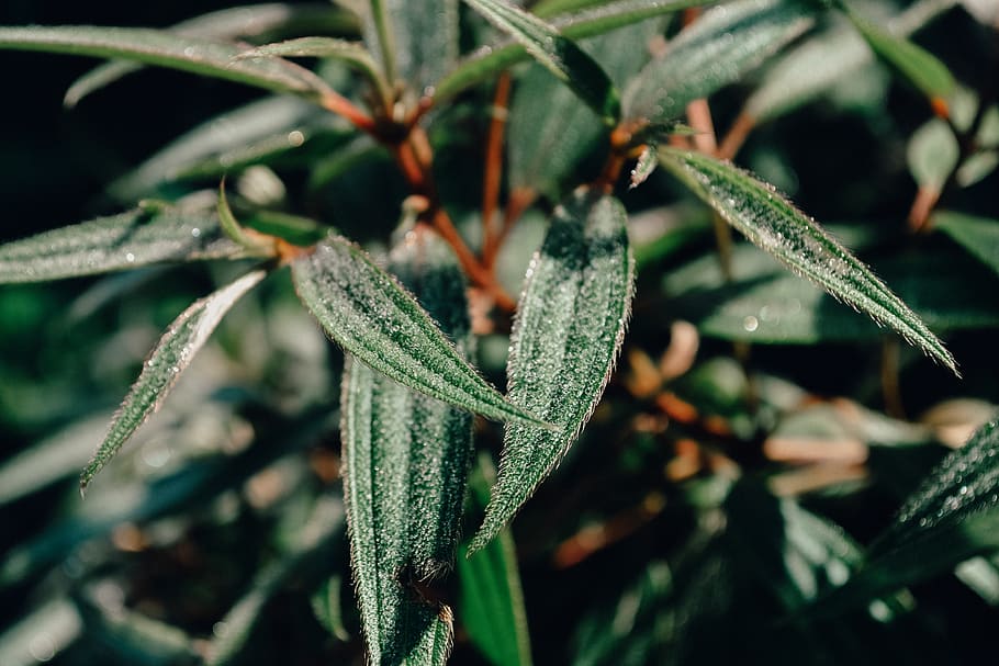 Close-up Photo of Green Leaf Plant, colors, environment, fresh HD wallpaper