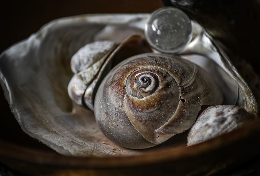 Brown Seashell, animal, close-up, snail, animal themes, animal shell HD wallpaper