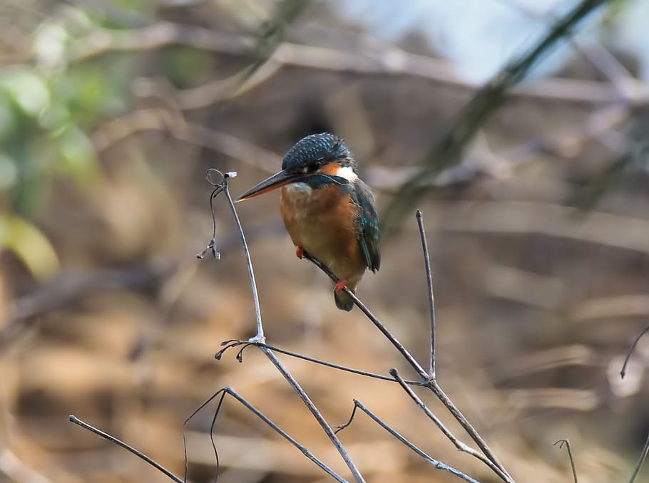 wild, wildlife, bird, common, kingfisher, perched, outdoor HD wallpaper