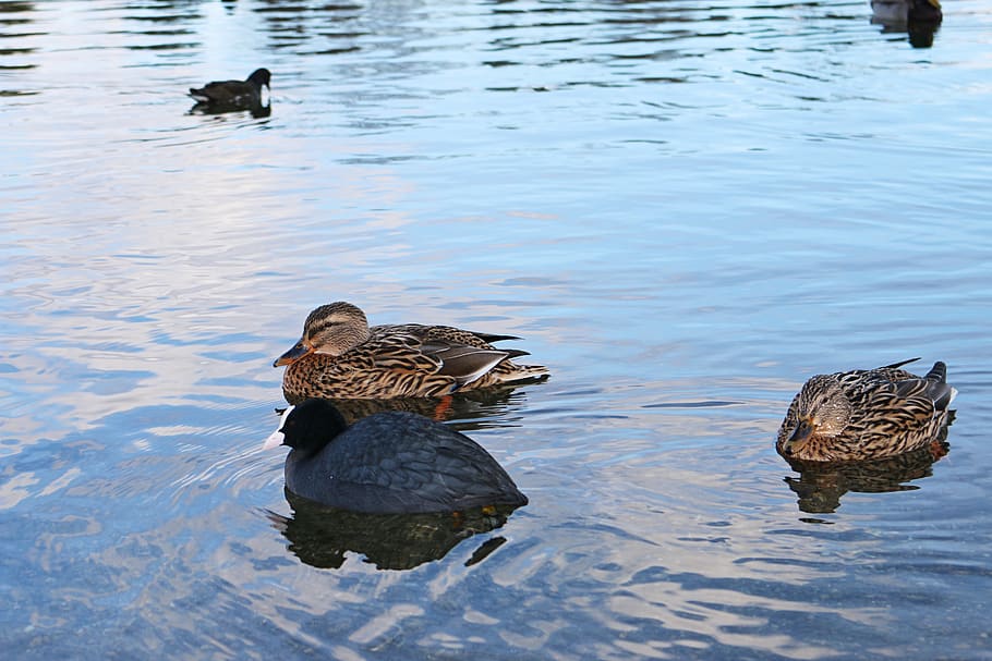 ducks, floating, swimming, water, brine, lake, nature, bird HD wallpaper