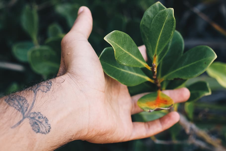 human hand, leaf, plant part, human body part, one person, finger HD wallpaper