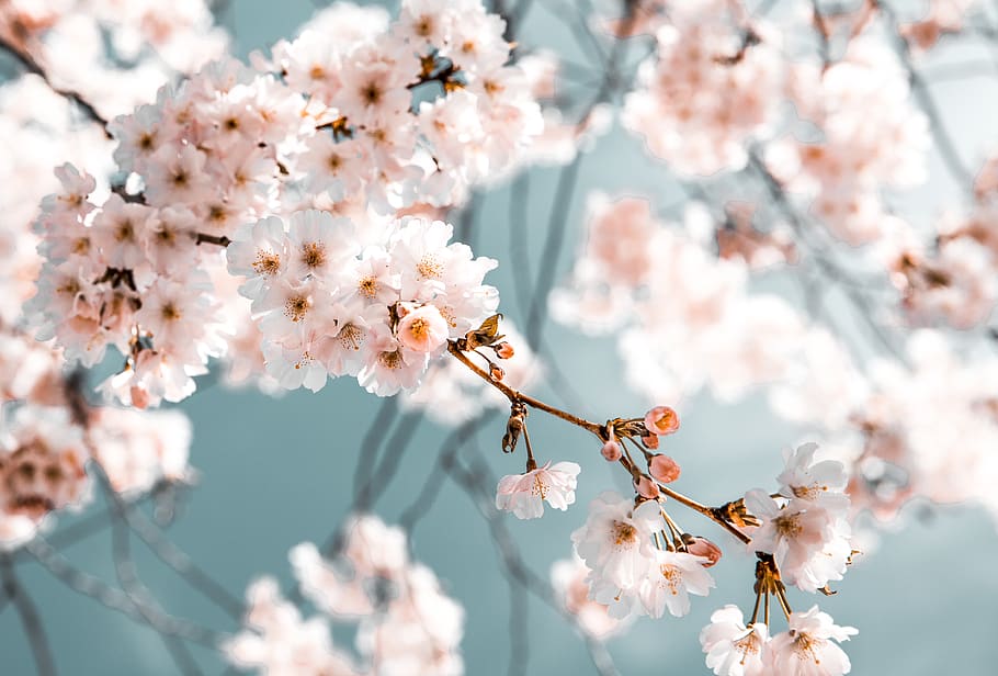 HD wallpaper: White Flowers In Bloom, blossom, branch, desktop backgrounds | Wallpaper Flare