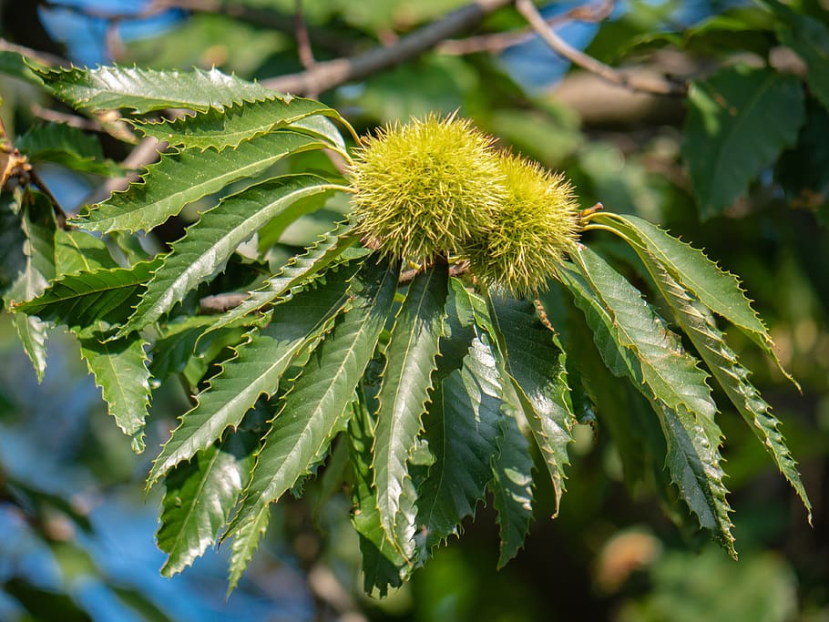 tree, leaves, chestnut, branch, autumn, growth, plant, green color HD wallpaper