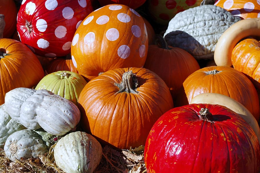 pumpkin, halloween, decoration, fall, harvest, autumn, vegetables HD wallpaper