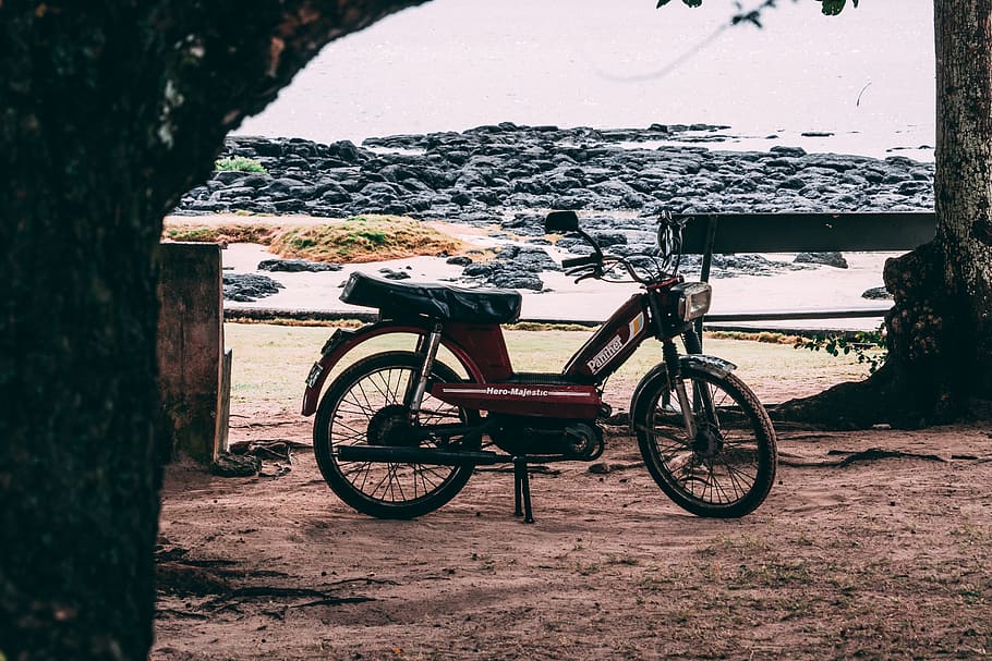 moped beside trees, transportation, land vehicle, mode of transportation HD wallpaper