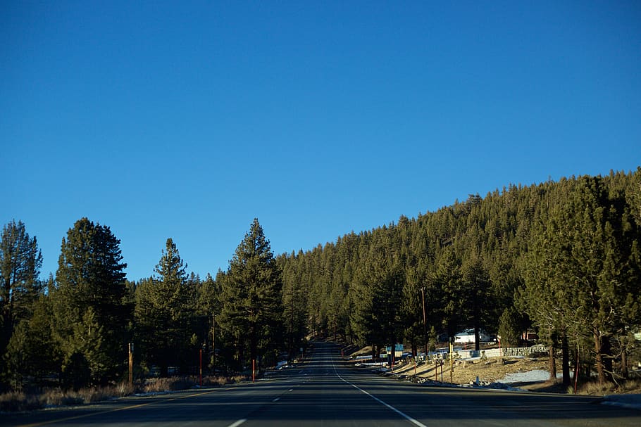 forrest, road, ca, yosemite, fir, tree, sky, plant, clear sky HD wallpaper