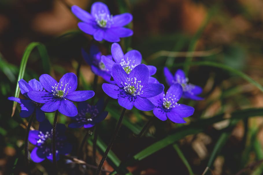 Close View of Purple Flowers, blooming, blue, botanical, bright HD wallpaper