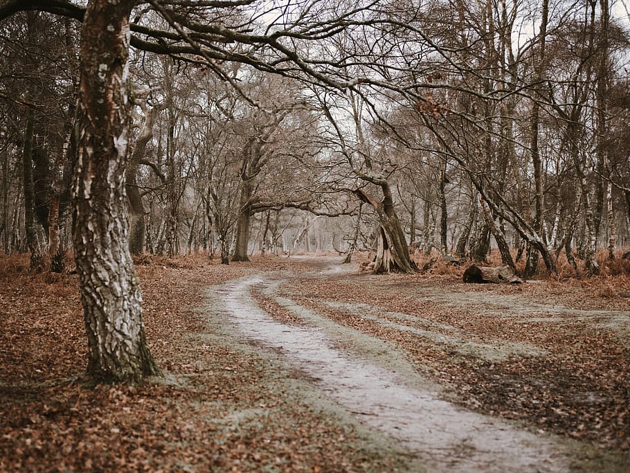bare trees, the way forward, direction, plant, land, tranquility HD wallpaper