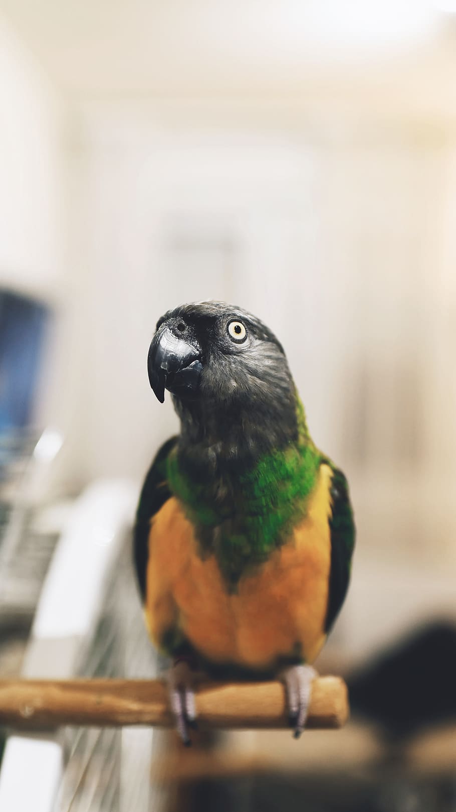 gray, green, and yellow parrot, animal themes, bird, vertebrate HD wallpaper