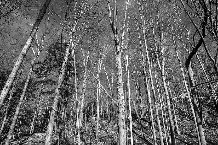 tree, plant, birch, toronto, 134 rykert crescent, canada, vegetation, HD wallpaper