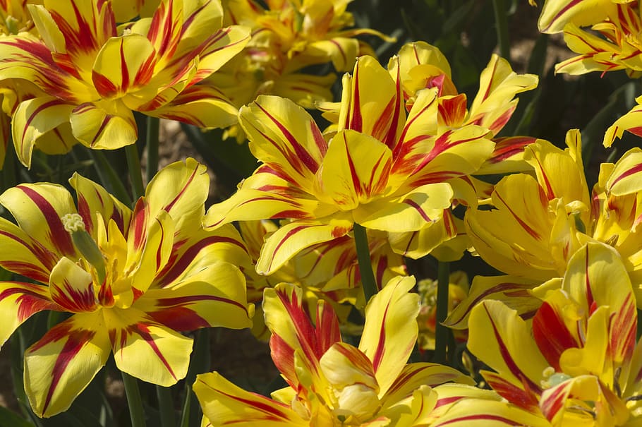 tulip, flower, spring, nature, red, blossom, orange, flora HD wallpaper