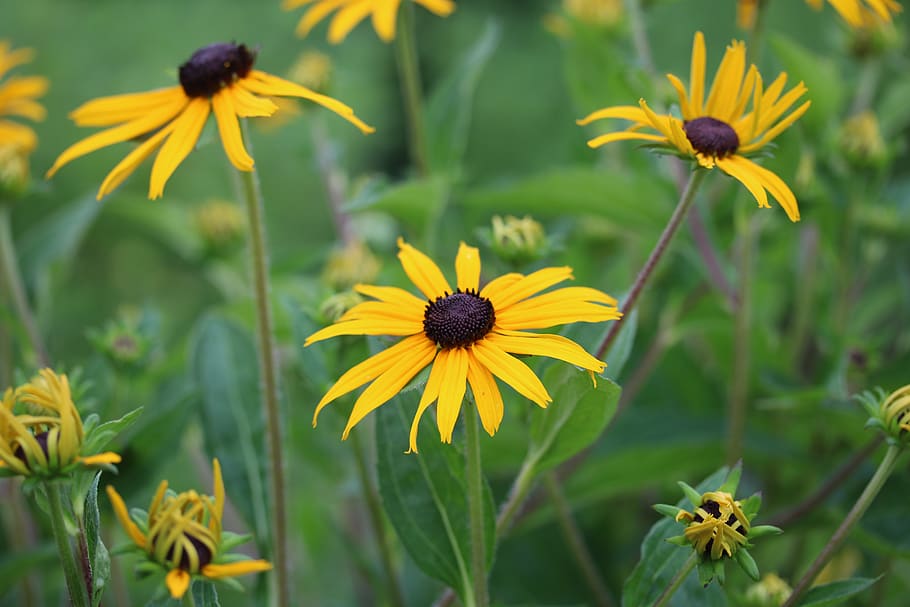 flowers, flowering plant, yellow, fragility, petal, vulnerability HD wallpaper